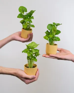 Hands Holding Potted Plants