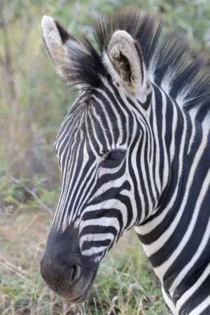 Zebra Portrait