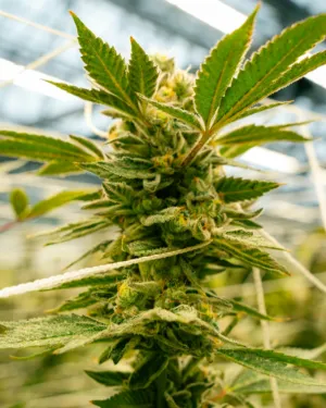 Cannabis Bud Close-Up