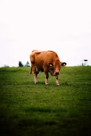 Brown Cow In A Field