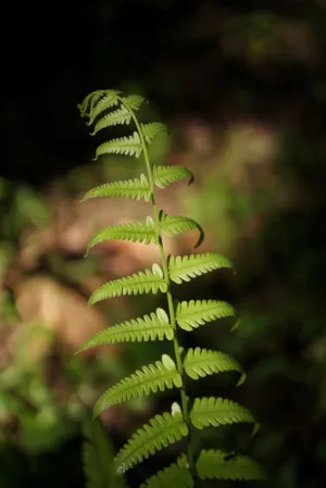 Green Fern