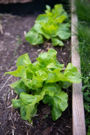 Garden Lettuce