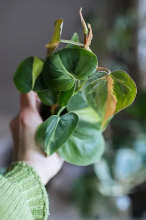 Hand Holding Variegated Plant