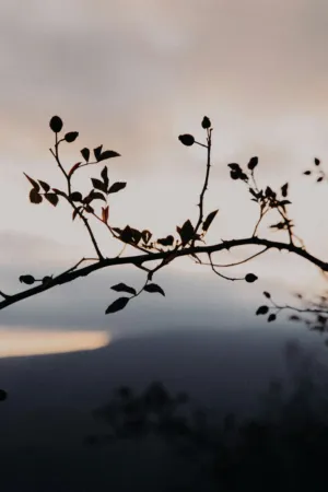 Twilight Branch