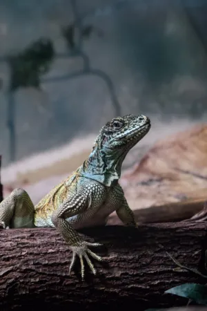 Lizard On A Log
