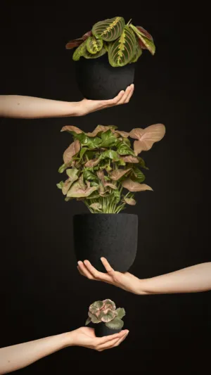 Balancing Plants