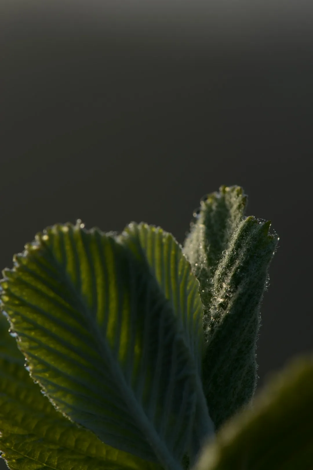 Green Leaf Close-Up