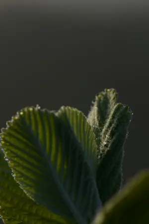 Green Leaf Close-Up