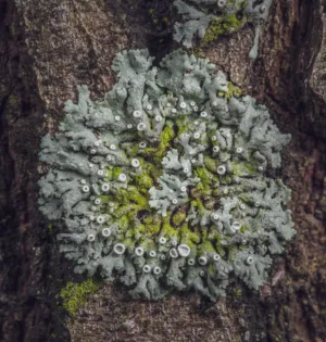 Lichen On Tree