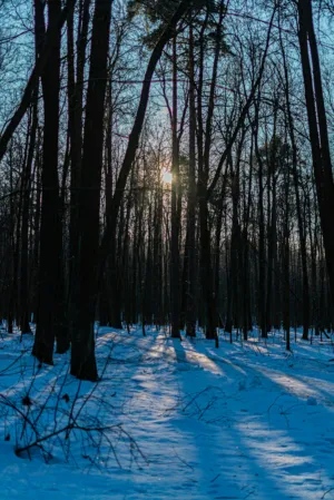 Winter Forest At Sunset
