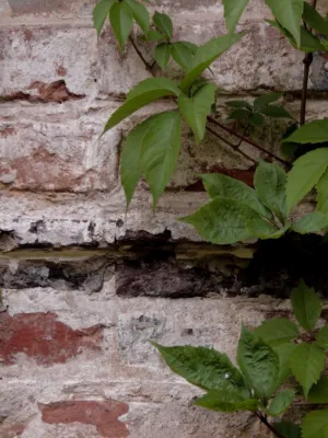 Green Leaves On Weathered Wall