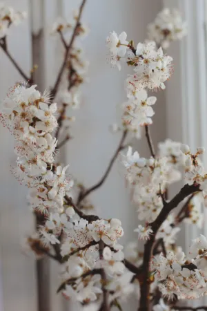Spring Blossoms