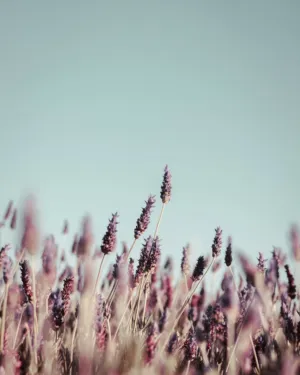 Lavender Field