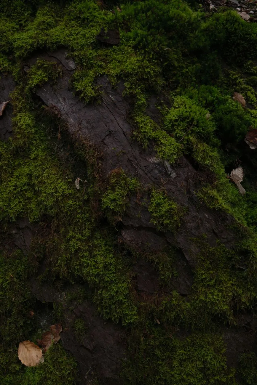 Mossy Rock