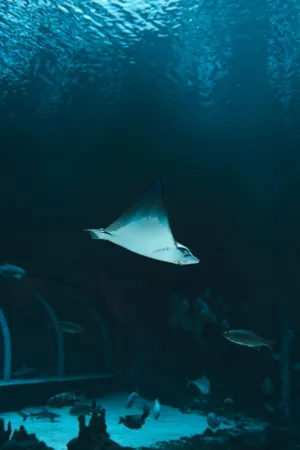 Underwater Ray