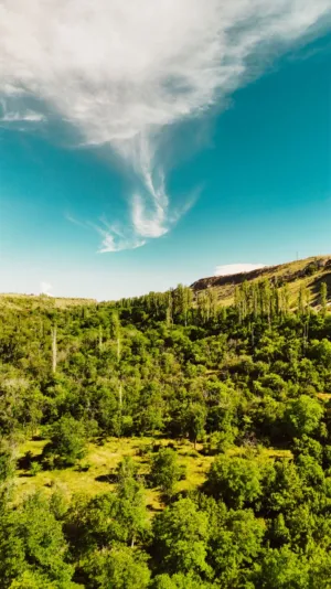 Lush Green Forest