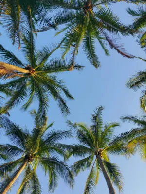 Palm Trees Against The Sky