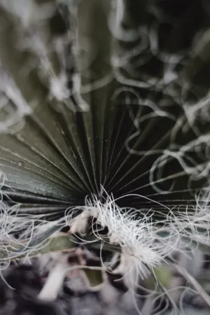 Fern Frond