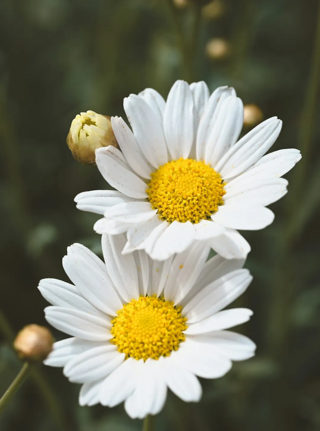 White Daisies