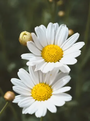 White Daisies