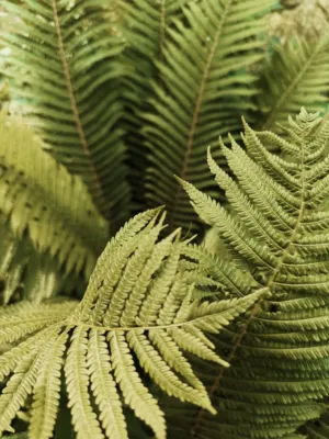 Ferns