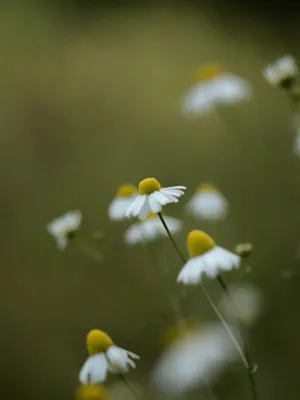 Daisy Flowers