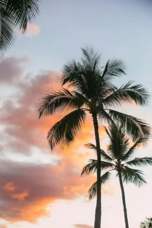 Palm Trees At Sunset