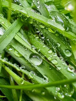 Dewy Grass