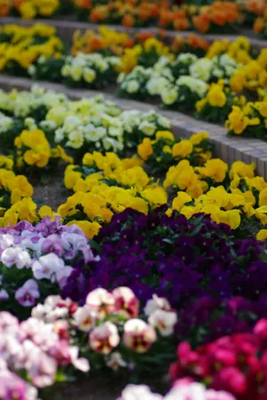 Colorful Flower Garden