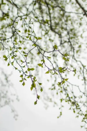 Spring Leaves