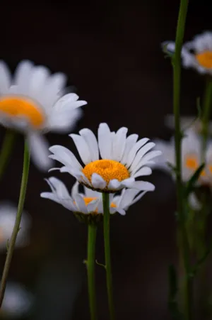 White Daisy
