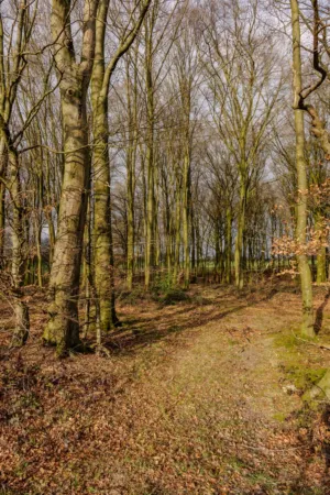 Autumn Forest Path