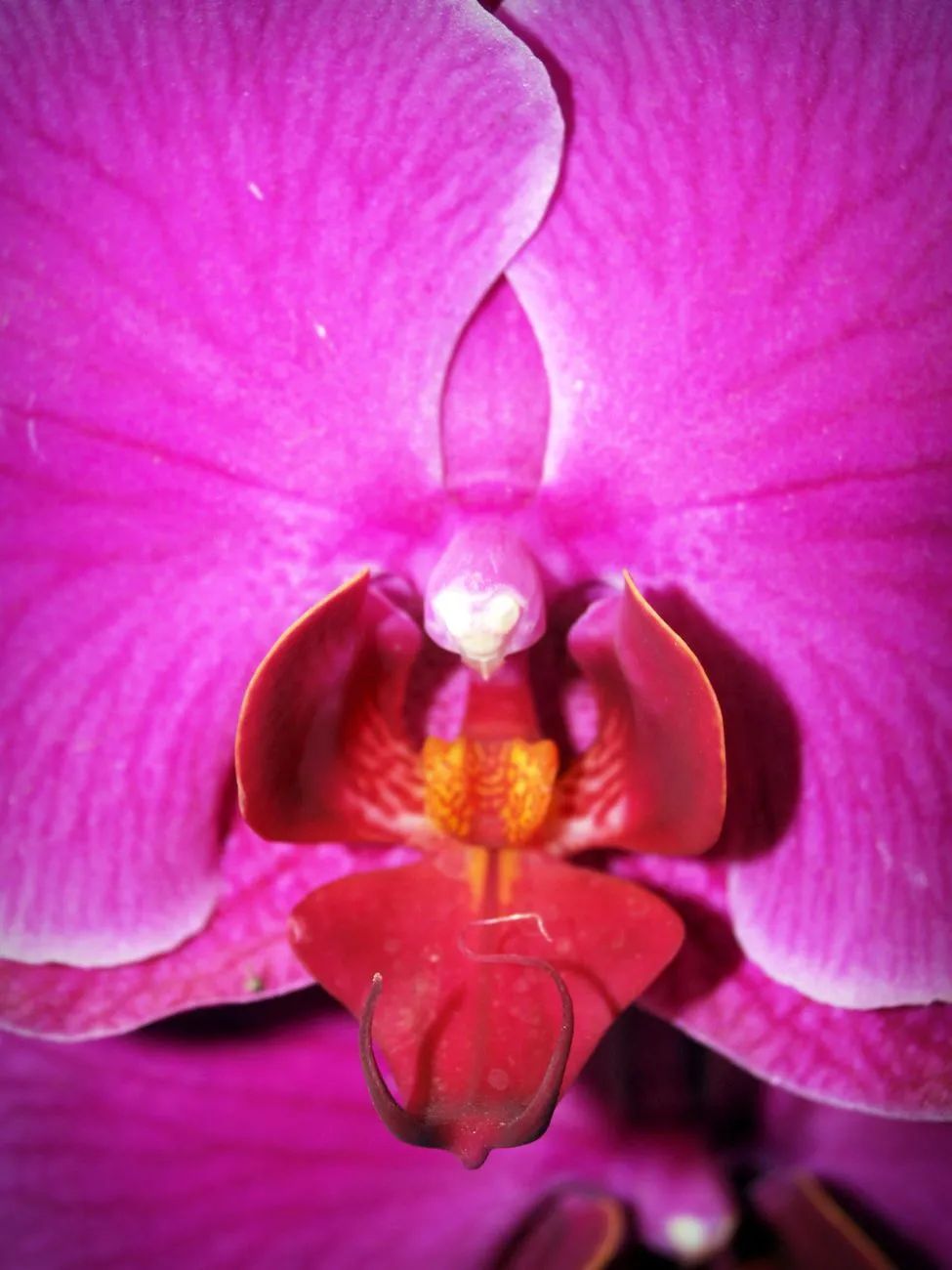 Purple Orchid Close-Up