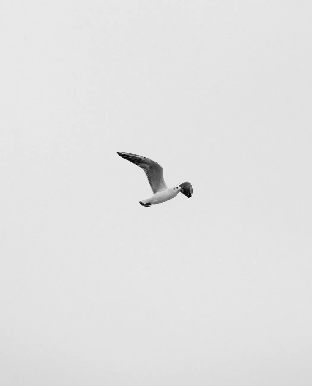 Seagull In Flight