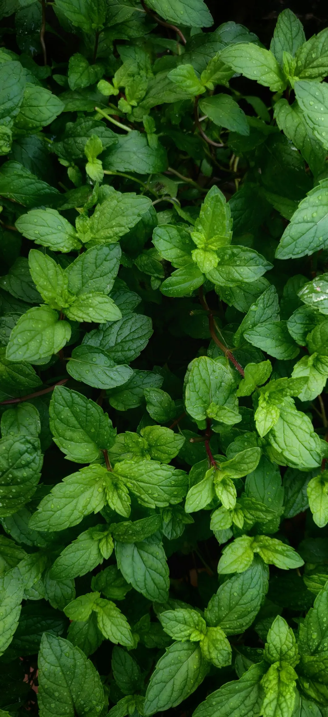 Fresh Mint Leaves