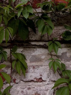 Vine-Covered Wall