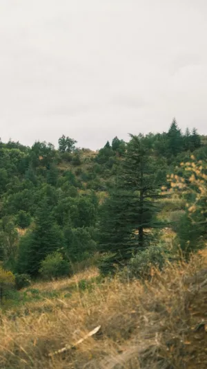 Forest Landscape