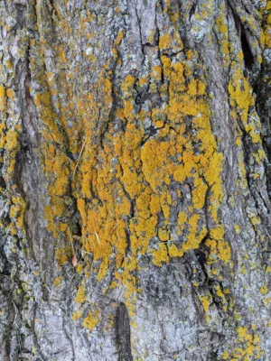 Tree Bark With Yellow Lichen