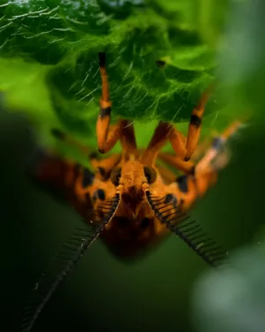 Orange Insect On Leaf