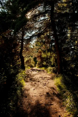 Sunlit Forest Path
