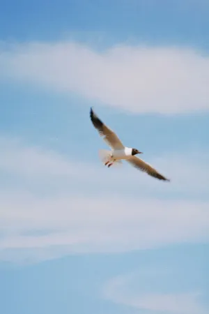 Seagull In Flight