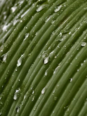 Raindrops On A Leaf