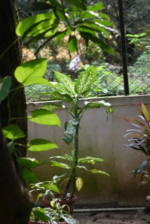 Garden Plants