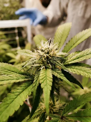 Cannabis Bloom