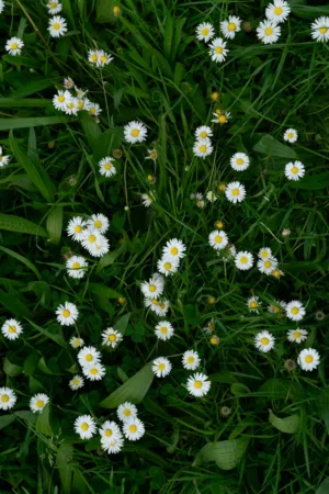 Daisy Field