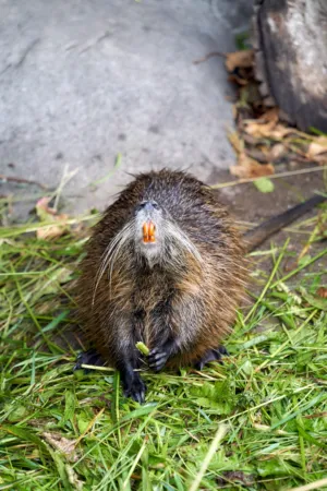 Nutria