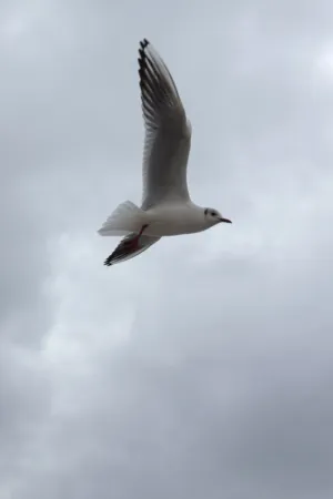 Seagull In Flight