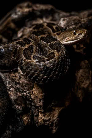 Snake On Wood