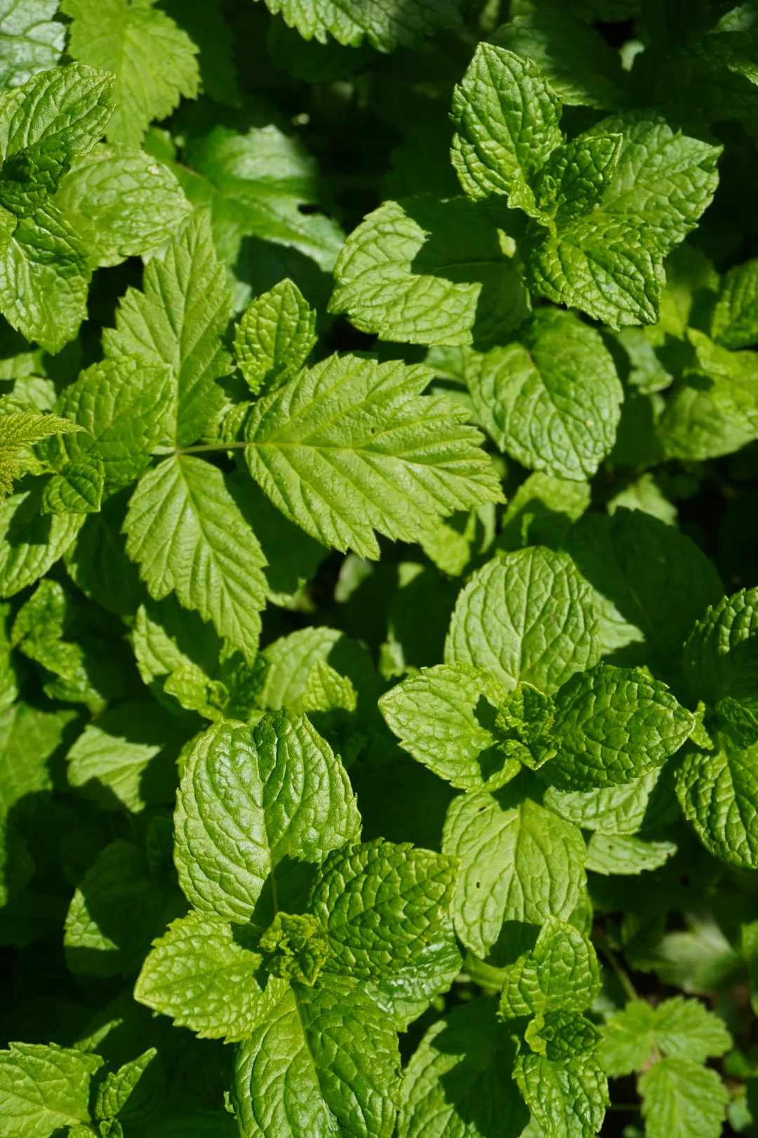 Mint Leaves