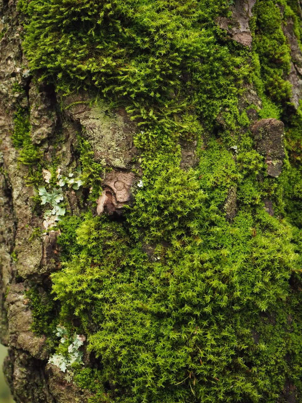 Mossy Tree Trunk
